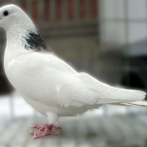 Top 5 najupečatljivijih golubova bijele boje